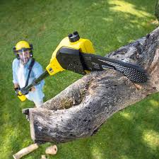 How Our Tree Care Process Works  in  Grafton, WI