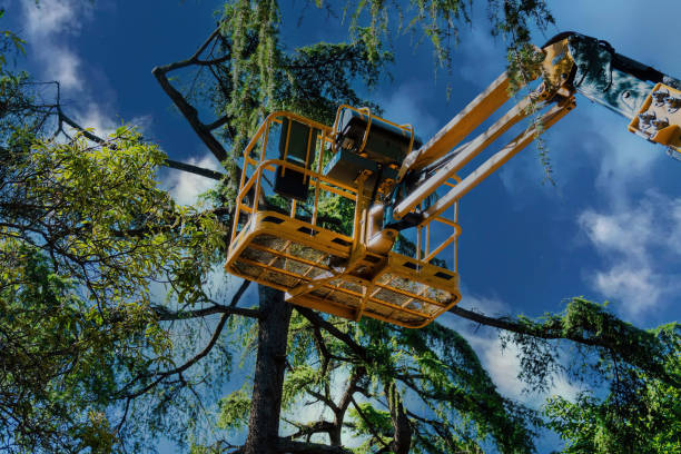 Best Tree Cabling and Bracing  in Grafton, WI