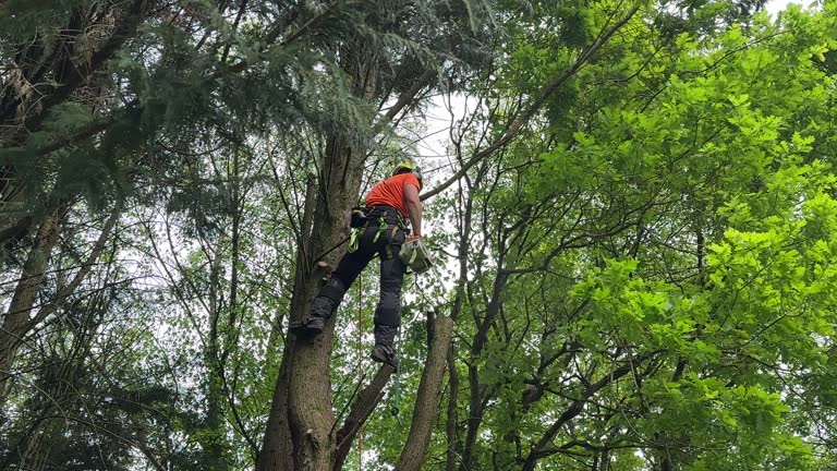 Best Tree Trimming and Pruning  in Grafton, WI