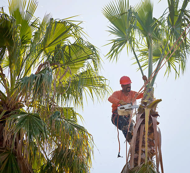 Best Storm Damage Tree Cleanup  in Grafton, WI